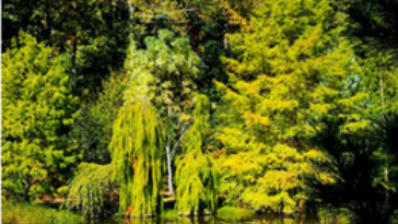 A Tour of the Cox Arboretum