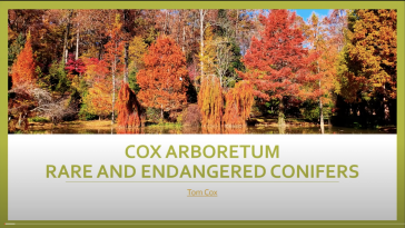 Rare and Endangered Conifers by Tom Cox