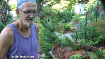 Table Garden featuring true miniature conifers