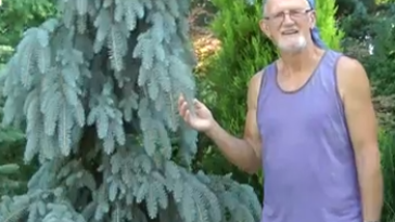 Colorado Spruce - <em>Picea pungens</em> 'The Blues'