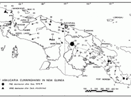 native range of <em>Araucaria cunninghamii </em> in New Guinea.