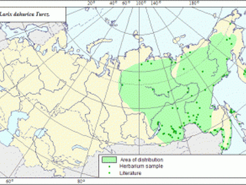 Native range of <em>Larix gmelinii. </em>Map by expert-botanist and the GIS expert - L.L.Malyshev, courtesy of http://www.agroatlas.ru/en/content/related/Larix_sibirica/map/index.html