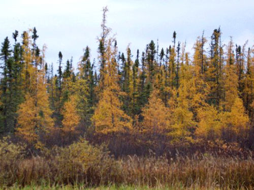 <em>Larix laricina </em>(yellow fall colors), with <em>Picea mariana </em>(green) behind; northern Minnesota.