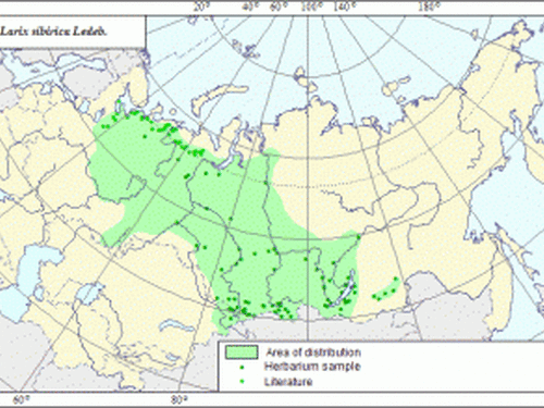 Native range of <em>Larix sibirica. </em>Map by expert-botanist and the GIS expert - L.L.Malyshev, courtesy of http://www.agroatlas.ru/en/content/related/Larix_sibirica/map/index.html
