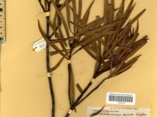 <em>Austrotaxus spicata </em>— a herbarium sample at the Institute or Research and Development of Nouvelle-Calédonie.