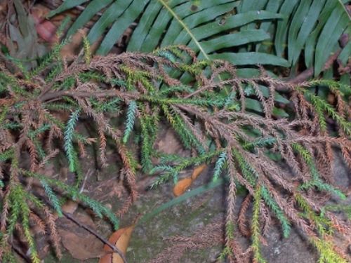 Pherosphaera fitzgeraldii (syn. Microstrobos fitzgeraldii) with Blechnum fern at Mt Tomah, west of Sydney, Australia