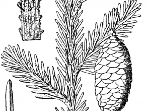 Picea_rubens_drawing-350x436.png
