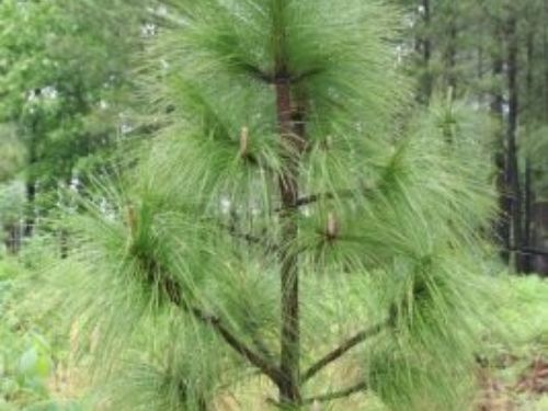 A young Pinus palustris at the Joseph Pines Preserve