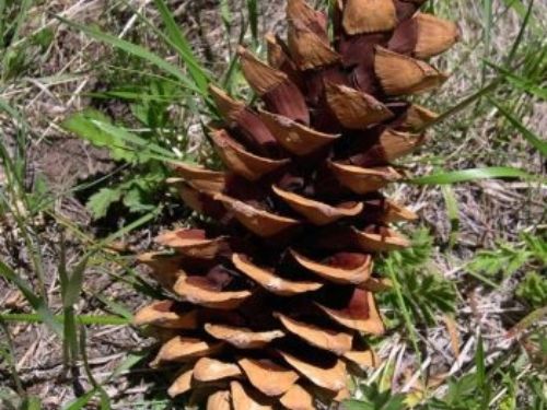 <em>Pinus strobiformis </em>— closeup of mature seed cone.