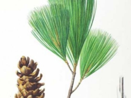 PinusKoraiensis-350x478.jpg