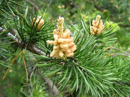 Jack pine (<em>Pinus banksiana</em>) male inflorescence. Warsaw University Botanical Garden.