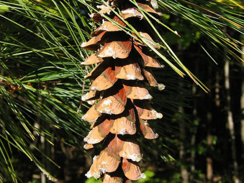 Mature white pine cone, Maine.
