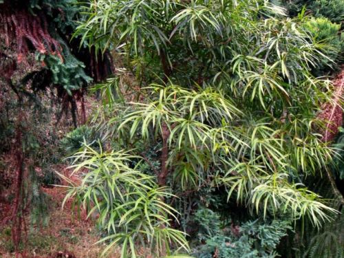 are conifers poisonous to dogs