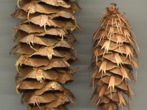 a comparison of Bigcone Douglas-fir seed cone with the typical coastal species.