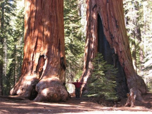 Two giant sequoias, Sequoia National Park. Note the large fire scar at the base of the right-hand tree; fires do not typically kill the trees but do remove competing thin-barked species, and aid giant sequoia regeneration.