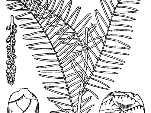 Taxodium distichum drawing