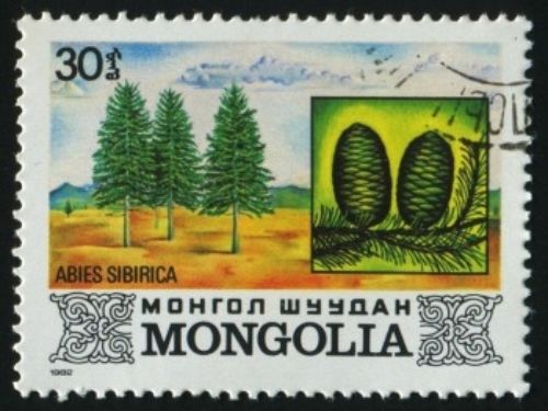 Abies sibirica, first described in 1833 by Carl Friedrich von Ledebour (1785–1851), is commonly known as Siberian fir, or as Пихта сибирская (pikhta sibirskaya) in the Russian language and as 西伯利亚冷杉 (xī bó lì yà lěng shān) in Chinese.
There are two recognized subspecies:
<em>A. siberica</em> subsp. <em>siberica</em>, the typical species which is described here.
	<em>A. siberica</em> subsp. <em>semenovii</em> which is confined to Kyrgyzstan. Please see this link for more information.
Description. Siberian fir is an evergreen coniferous species of tree which will grow to heights of 100 to 112 feet (30 – 35 m) tall with a trunk measuring from 1.5 to 3 feet (0.5 – 1 m) in width at breast height and a conical crown. The bark is gray-green to gray-brown and smooth with the resin blisters that are typical of most firs. Shoots are yellow-grey, resinous, and slightly pubescent. The leaves are needle-like, 0.8 to 1 inch (2 – 3 cm) long and 0.12 inch (1.5 mm) broad on average. They are light green above with two grey-white stomatal bands underneath, and are directed upwards along the stem. They are soft, flattened, and strongly aromatic. The seed cones are cylindrical, 2 to 3.8 inches (5 – 9.5 cm) long and 1 to 1.4 inches (2.5 – 3.5 cm) broad, with small bracts hidden by the scales. They ripen from bluish to brown or dark brown by mid-autumn. The seeds, 0.28 inch (7 mm) long with a triangular wing 0.28 to 0.5 inch (0.7 – 1.3 cm) long, are released when the cone disintegrates after maturity. It should be noted that this tree rarely lives over 200 years due to its susceptibility of fungal decay in the wood.