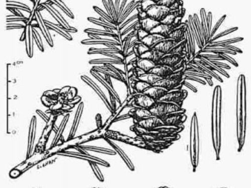 <em>Keteleeria davidiana</em>, as described in 1891 by (Bertrand) Ludwig Beissner (1843 – 1927) in <em>Handbuch der Nadelholzkunde</em> is commonly known as 铁坚油杉 (tie jian shan) in the Chinese language.
[Description courtesy of Dallimore, William, Albert Bruce Jackson, and S.G. Harrison. ©1967. A handbook of Coniferae and Ginkgoaceae, 4th ed. New York: St. Martin's Press.]
Description.<em> Keteleeria davidiana</em> is an evergreen coniferous tree in the <em>Pinaceae</em> family that grows to mature heights of 120 feet (40 m), resembling a silver fir when young but eventually assuming an irregular habit with massive branches and large, buttress-like roots spreading from the base of the bole. 
Bark is dull brown to grayish black, irregularly shaky, and somewhat scaly. 
 	Freshly-cut sapwood is pale yellowish red or pale apricot yellow. 
 	Foliar buds are rounded at the apex with numerous keeled scales, becoming reddish and conspicuous in spring. 
 	Branchlets are slender, densely covered with short, stiff, brown hairs, many of which remain until the end of the second year. 
 	Leaves on young plants linear, flat, stiff, dark shining green, up to 2.5 inches (6.4 cm long), ending in a long sharp point. Leaves on adult trees are 0.6 to 1.5 inches (15 - 40 mm) long, linear, flat, appearing 2-ranked, prominently keeled on both surfaces, entire and rounded at the apex, green above, with 2 pale green stomatal bands beneath, the apex acute to obtuse or emarginate. 
 	Seed cones are erect, ripening the first year, pale brown when mature, cylindrical, 3 to 7 inches (7.5 - 20 cm) long, 1.8 inches (4 - 5 cm) wide, on stout stalks 1.2 inches (2.5 - 3.2 cm) long. 
 	Cone scales about 1 inch (2.5 cm) long and slightly less wide, widest immediately above the claw-like stalk, narrowing to the rounded and slightly reflexed apex. 
 	Seeds are up to 0.52 inch (13 mm) long with a wing 0.5 to 0.75 inch (12 - 19 mm) long, or the same length as the scales, appearing longer when the scales expand, bright glossy brown.
Distribution. This species is native to China and Taiwan, mostly restricted to mixed mesophytic forest, except in Guizhou and Taiwan, where it occurs in evergreen broad-leaved forest. In Taiwan, the "evergreen sclerophyllous broad-leaved forest ... occurs at elevations between 1,500 and 6,000 feet (500 - 2,000 m) above sea level, immediately above the rain forest of the lowland.
mostly in areas with a more continental climate than the other two species. At Enshi (western Hubei, elev. 1500 ft. / 469 m) the mean annual temperature is 61º F / 16.40° C, the mean temperature of the coldest month (January) is 40º F / 4.5° C, of the warmest month (July) is 82º F 27.6° C; there are 9 months with a mean temperature above 50º F / 10° C and the growing season (frost-free days) is 275 days long. The mean annual precipitation is 55 inches (1407 mm), there is a moderate dry period during the winter months.
[Farjon, Aljos. 1990. Pinaceae: drawings and descriptions of the genera Abies, Cedrus, Pseudolarix, Keteleeria, Nothotsuga, Tsuga, Cathaya, Pseudotsuga, Larix and Picea. Königstein: Koeltz Scientific Books.]