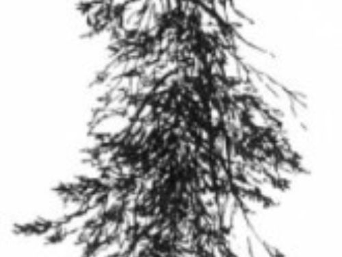 Robert Van Pelt's drawing of the largest known grand fir, on the Duckabush River in Olympic N.P., Washington.