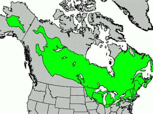 Native range of <em>Larix laricina </em>, U.S. Geological Survey, 1999, Digital representation of "Atlas of United States Trees" by Elbert L. Little, Jr. http://climchange.cr.usgs.gov/data/atlas/little/