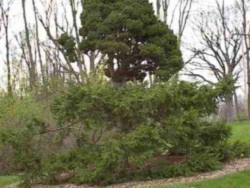 <em>Picea abies </em> [Merrell Broom Tree] — this photo shows the original mother broom tree with the broom attached. The photo was taken in the Harper Collection, at Michigan State University's Hidden Lake Gardens, Tipton, Michigan. This tree was planted in the collection in 1996.
