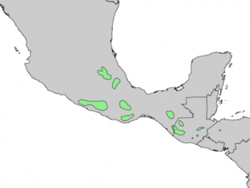 natural range of Abies guatemalensis