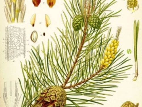 Illustration from "Köhlers Medizinal-Pflanzen in naturgetreuen Abbildungen und kurz erläuterndem Texte"