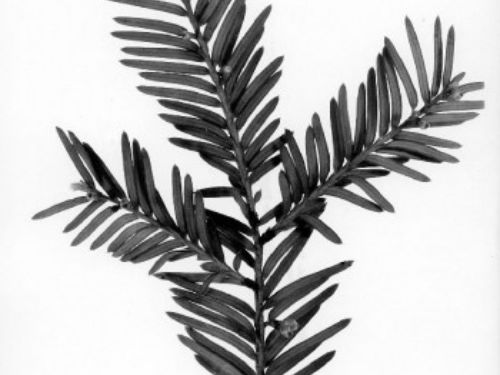 Taxus floridana / Florida yew | Conifer Species | American Conifer Society