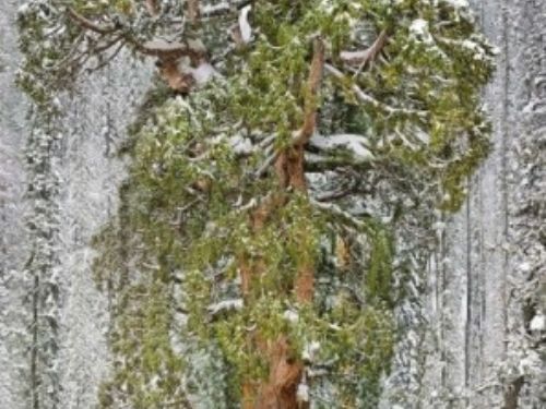 The President, located in Sequoia National Park in California, stands 241 ft (73 m) tall and has a ground circumference of 93 ft (28 m). It is the third largest giant sequoia in the world (second if you count its branches in addition to its trunk).