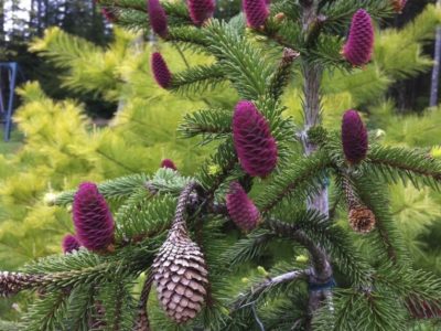 Picea abies ‘Acrocona’ photographed in Maine in mid-May showing new red-purple cones with the characteristic drooping, end-of-stem cones of last season.  Photo by Sean Callahan