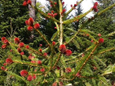 The new growth of Picea abies ‘Rubra Spicata’ (red tipped Norway spruce) always startles those who, when contemplating spruce, think green.