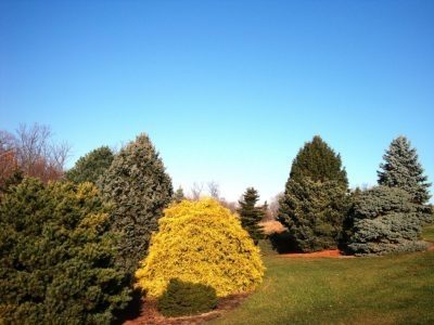 Golden foliage glows at the Bickelhaupt Arboretum
