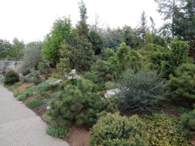 Dwarf Conifer Garden at the Denver Botanic Garden