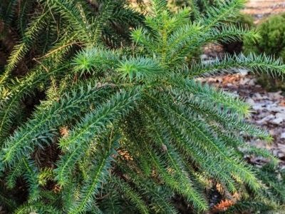 Cunninghamia konishii 'Little Leo' is one of the few dwarf conifers in the Gardens