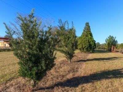 Podocarpus macrophyllus, a local selection of P. macrophyllus and several Cryotomeria japonica cultivars