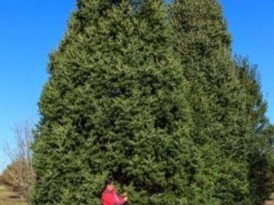 Photographer and ACS member Jan LeCocq admires a 12-year old Keteleeria evelyniana