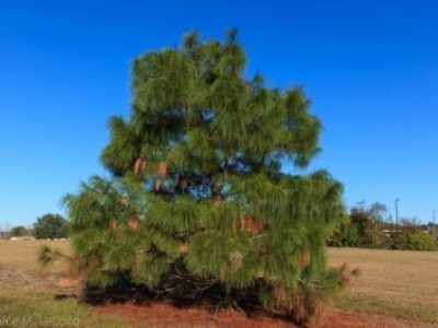 Pinus pseudostrobus (smooth bark Mexican pine) is a spectacular specimen