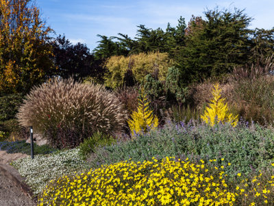 Cupressus macrocarpa 'Wilma' brighten up the perennial bed in winter
