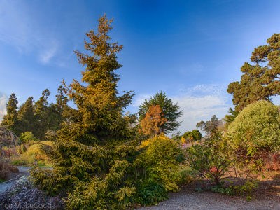 Picea orientalis 'Skylands'(syn 'Aurea)