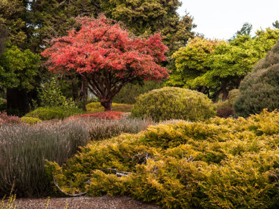 Acer griseum in full autumn color