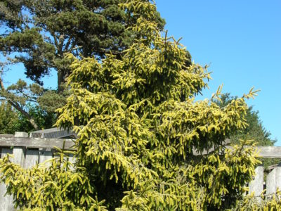 Picea orientalis 'Skylands' detail