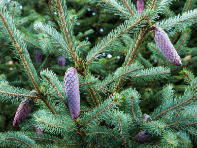 Seed cones of Picea likiangensis in the Pinetum