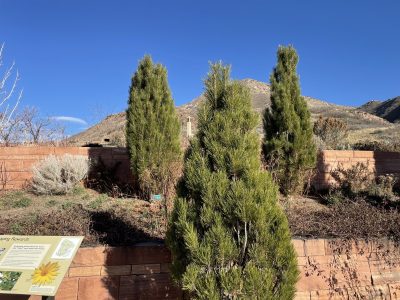 Pinus nigra 'Arnold Sentinel'