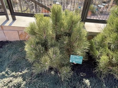 Pinus ponderosa 'Mary Ann Heacock'