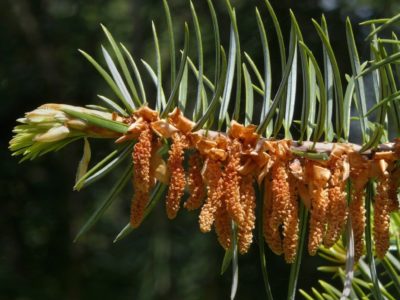 Abies bracteata male cones. Photo by James Gaither
