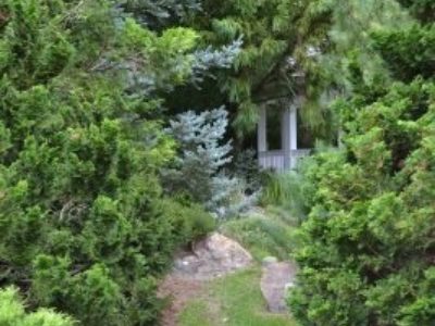 Inside the conifer garden