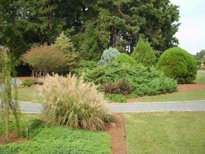 Inside the conifer garden