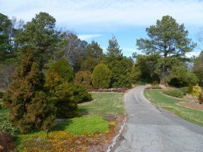 The conifer garden