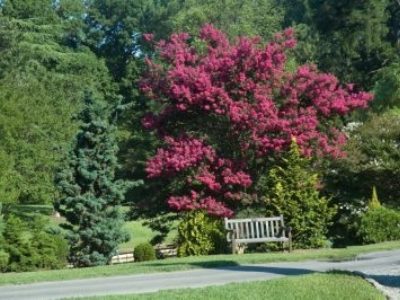 Crape myrtle