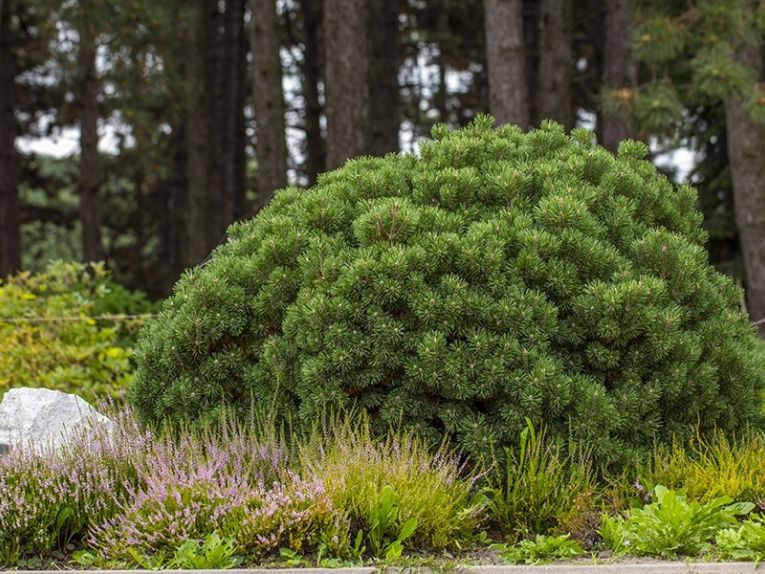 how to identify pine trees in california